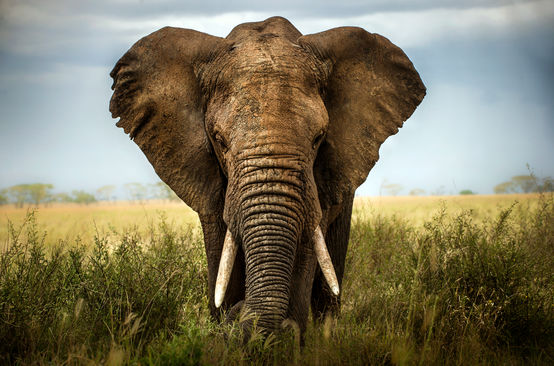 Elefante africano en la savana