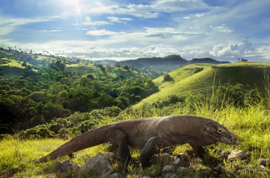 Dragón de Komodo (Varanus komodoensis)