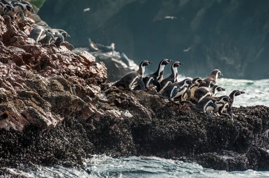 Grupo de pingüinos Humboldt en las rocas