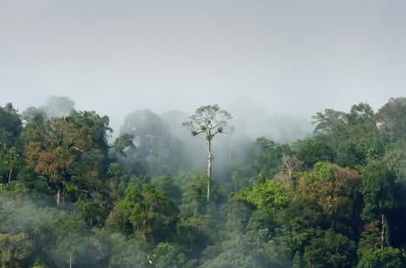 Selva tropical amazónica