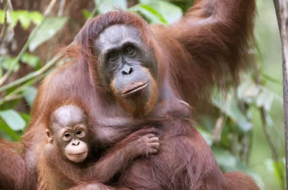 Orangután con su bebé
