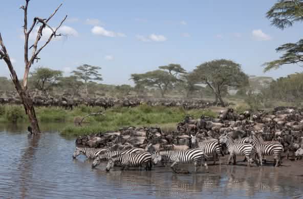 Cebras y ñus en el Parque Nacional del Serengeti, Tanzania