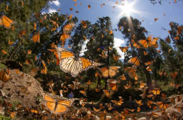 Mariposas Monarca en el estado de Michoacán en México