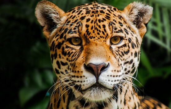 Jaguar en la Reserva Biológica Indio Maíz, Nicaragua