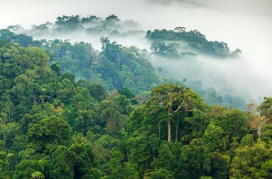 Selva amazónica