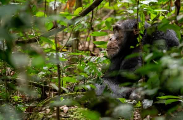 Chimpancé en Bossou, Guinea