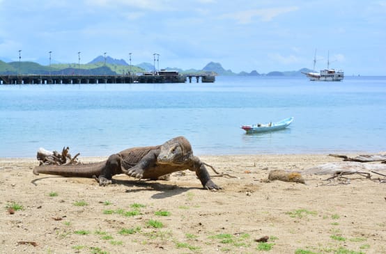 Dragón de Komodo en la playa