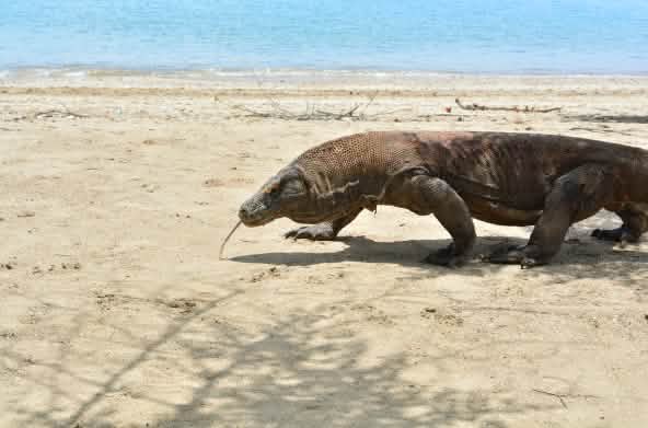 Un dragón de Komodo camina por la arena