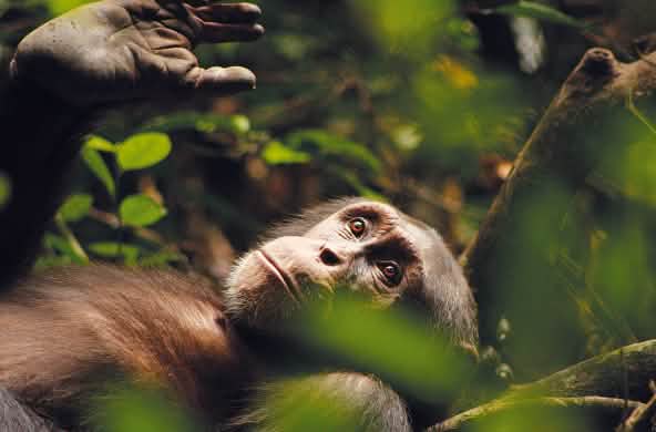 El chimpancé Kuba, pensativo, con la mirada perdida en la lejanía, dirigida hacia arriba.