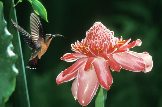Colibrí