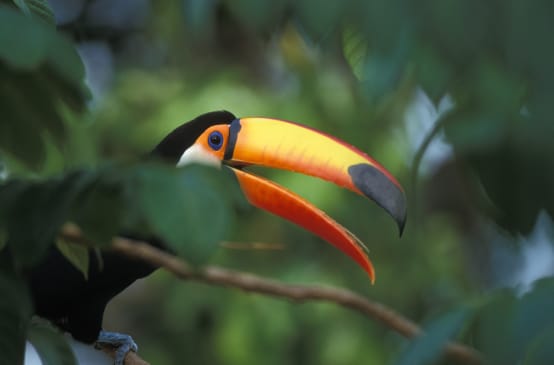 Tucán gigante