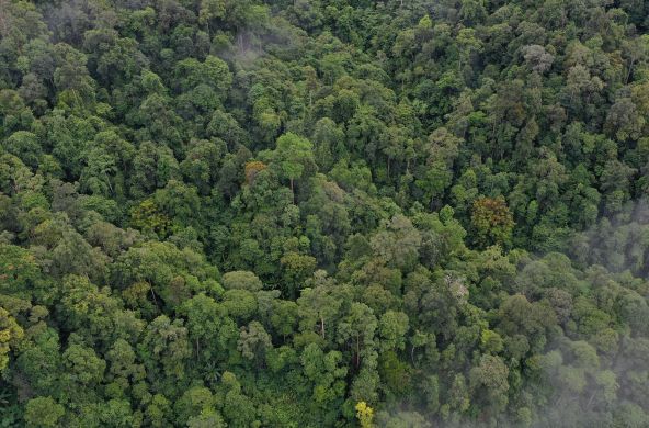 Selva tropical en el Parque Nacional Leuser