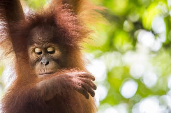 Orangután de Sumatra (Pongo abelii)