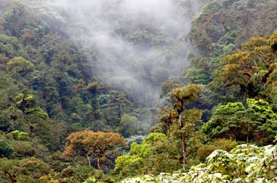 Bosque nublado Los Cedros, Ecuador