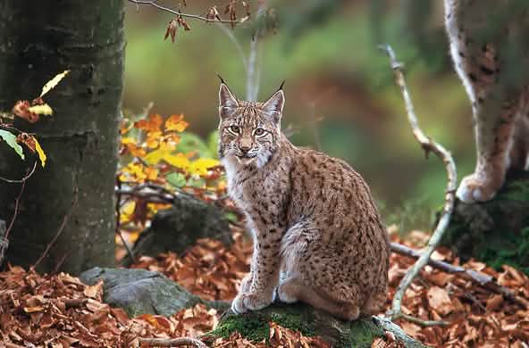 Lince balcánico en el bosque