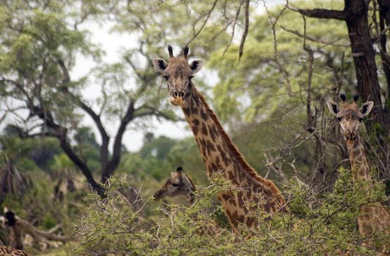 Girafas Masaai en la Reserva de Caza de Selous