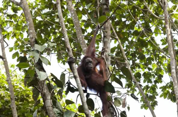 Orangután en un árbol