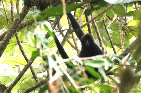 Mono Ateles (Ateles fusciceps ssp. fusciceps) en Los Cedros, Ecuador