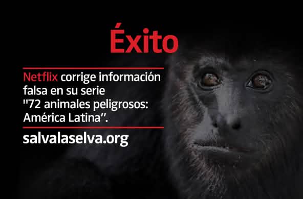 Mono aullador negro (Alouatta carayá) "en peligro"
