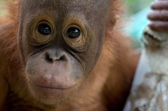 Primer plano de la cara de un joven orangután