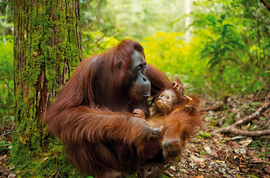 Orangután con su cría