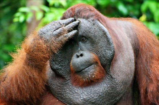 Grandes simios: queremos protegerles- imagen de orangután