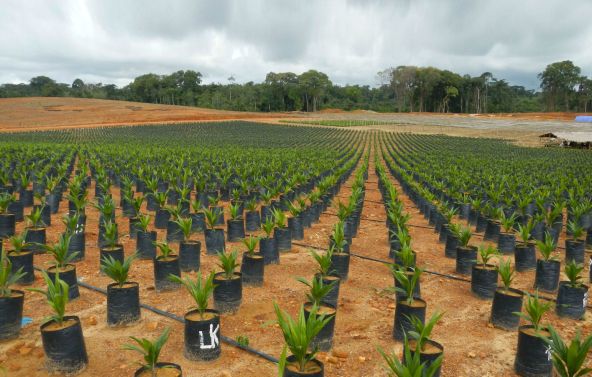 Plantación de palma aceitera