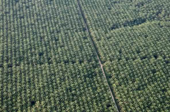 Palma aceitera, plantación en Perú.