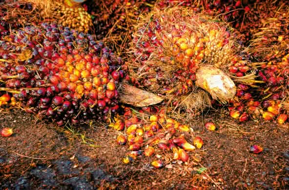 Fruto de la palma aceitera