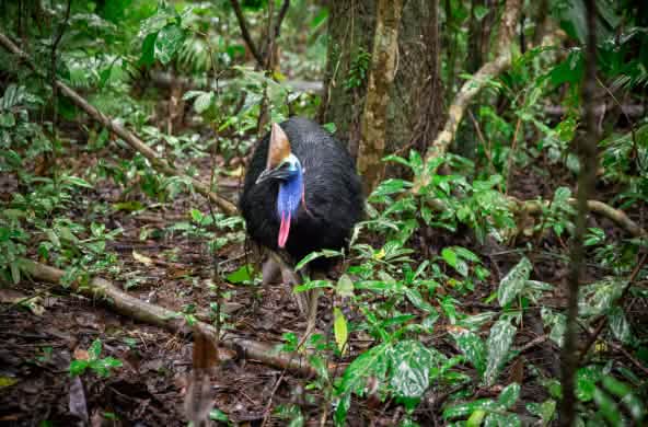 Ave casuario en la selva de Daintree, Australia
