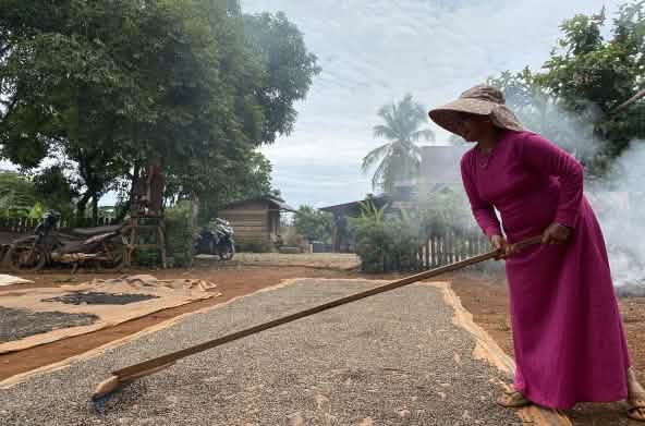Utilizando una herramienta de palo largo, una mujer con un vestido color fucsia y un sombrero de ala ancha extiende una gran cantidad de granos de pimienta sobre una gran esterilla para que se sequen al sol