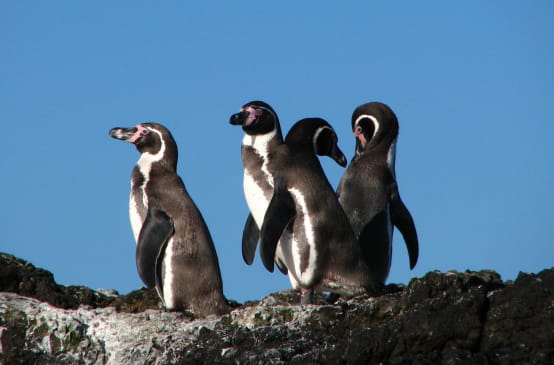Pingüinos Humboldt en Chile