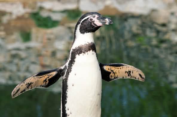 Pingüino Humboldt
