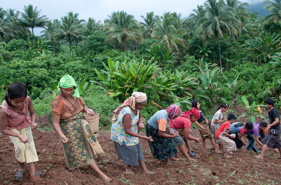 Mujeres en fila, plantando arroz en la ladera de una montaña