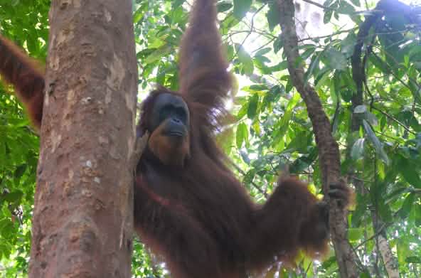 Un orangután de Sumatra en un árbol