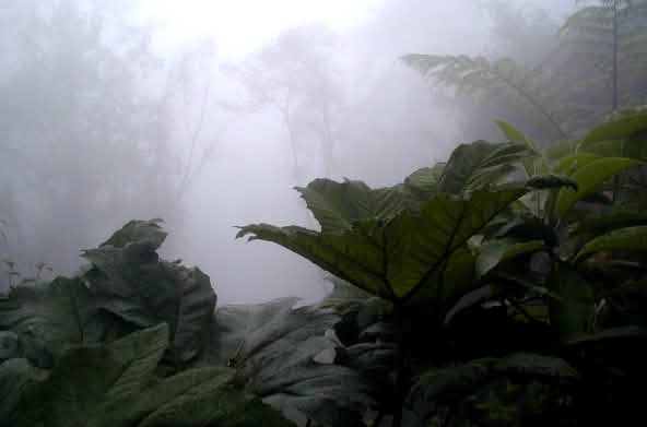 Bosque nublado en la región de Intag, norte de Ecuador
