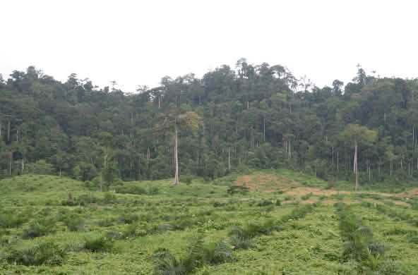 Plantación de palma aceitera en Ecuador se expande sobre la selva