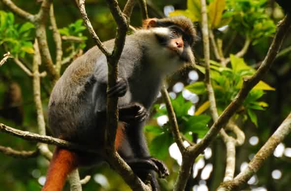 Cercopiteco de orejas rojas (Cercopithecus erythrotis) en Camerún
