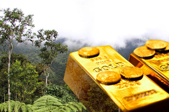 Oro de la selva