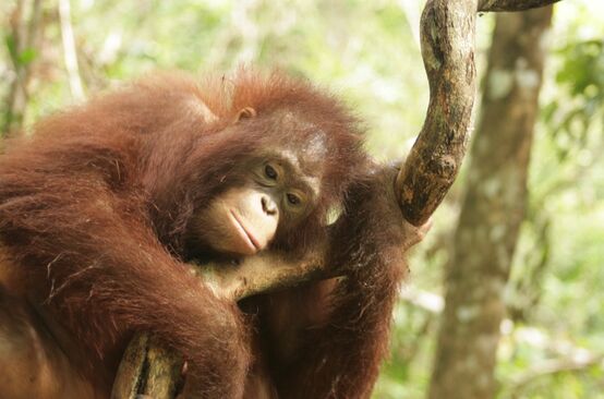 Orangután en Kalimantan Central, Borneo