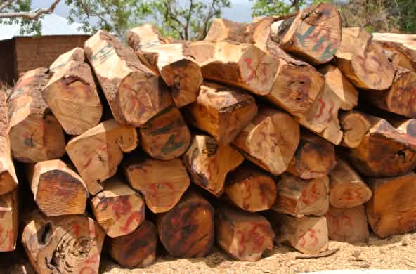 Troncos de palisandro en un almacén de madera en Nigeria