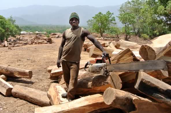 Maderero posa con motosierra en un almacén de madera al aire libre en Nigeria, donde hay un montón de madera de palo rosa