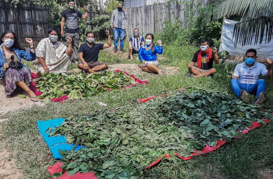 Indígenas preparan plantas para uso medicinal