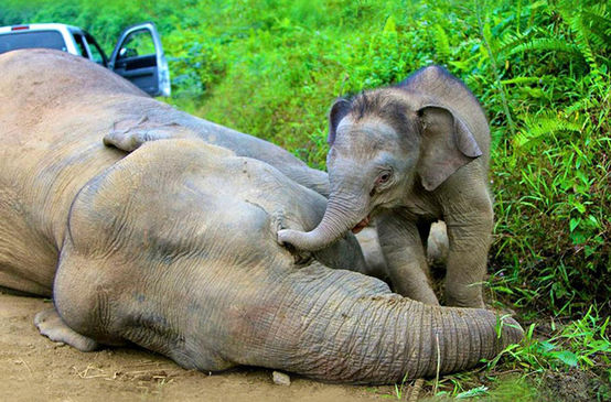 Elefante bebé junto a elefante muerta