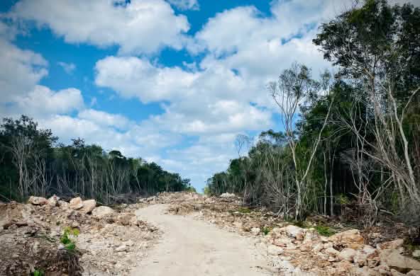 Deforestación para construir las vías del Tren Maya