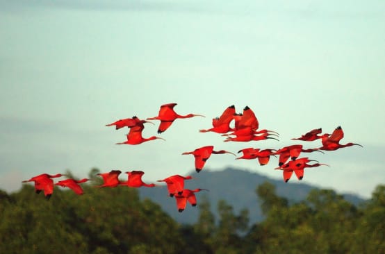 Un grupo de aves de la especie ibis escarlata en pleno vuelo