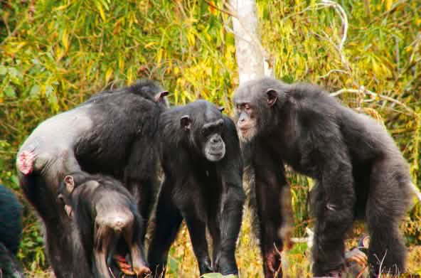 Chimpancés