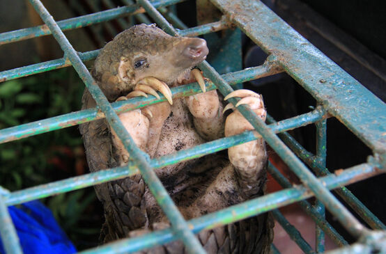 Pangolín enjaulado en el Centro de Conservación de Recursos Naturales, Indonesia