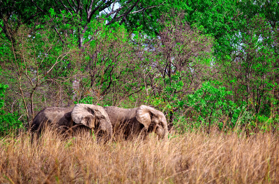 Dos elefantes africanos en el Parque Nacional de Mole, Ghana