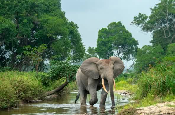 Elefante africano caminando en un río con bosque a ambas orillas
